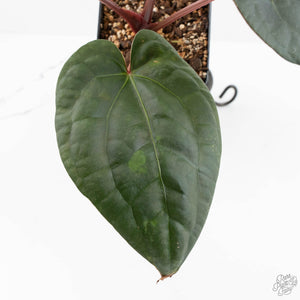 Anthurium 'Luxurians' x ('Zara' x 'Michelle') by DocBlock® (wk17-N)