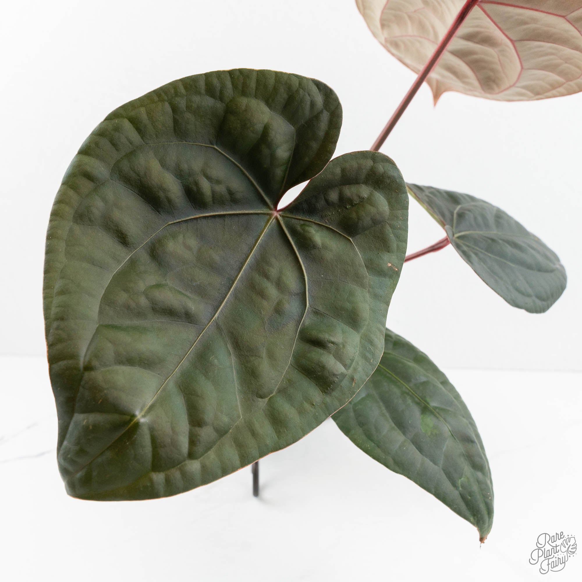 A. Zara Michelle × A. luxurians Anthurium 'Luxurians' x ('Zara' x 'Michelle') by DocBlock® (wk18-E