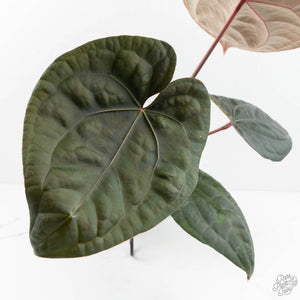 Anthurium 'Luxurians' x ('Zara' x 'Michelle') by DocBlock® (wk17-N)