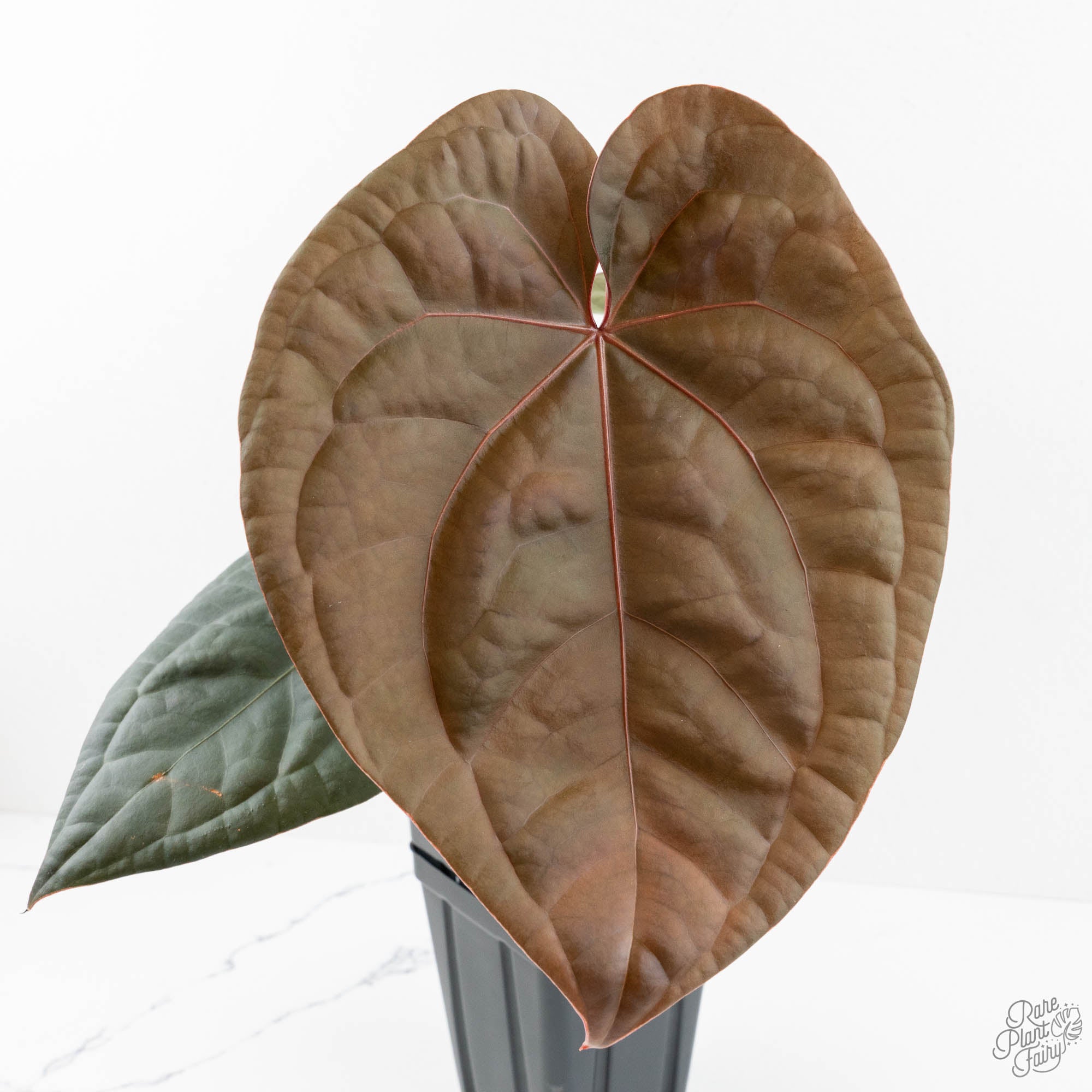 Anthurium 'Luxurians' x ('Zara' x 'Michelle') by DocBlock® (wk17-N