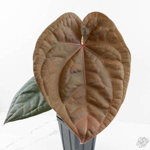 Anthurium 'Luxurians' x ('Zara' x 'Michelle') by DocBlock® (wk17-N)