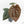 Anthurium 'Luxurians' x ('Zara' x 'Michelle') by DocBlock® (wk17-N)