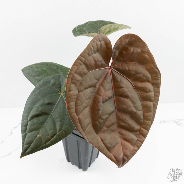A. Zara Michelle × A. luxurians Anthurium 'Luxurians' x ('Zara' x 'Michelle') by DocBlock® (wk17-N
