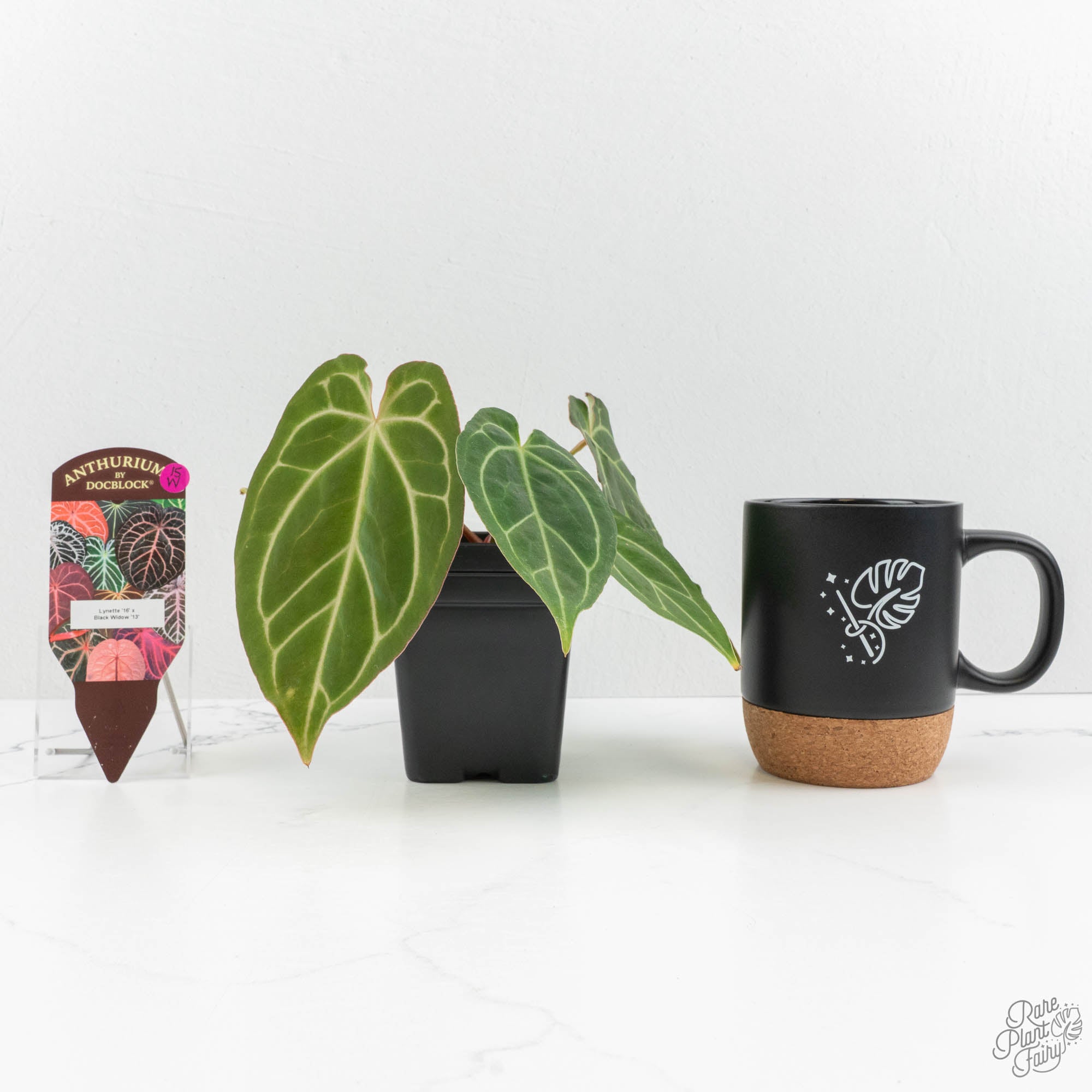 Anthurium Briëlle '16' x Black Widow '13' by DocBlock® (wk15-W