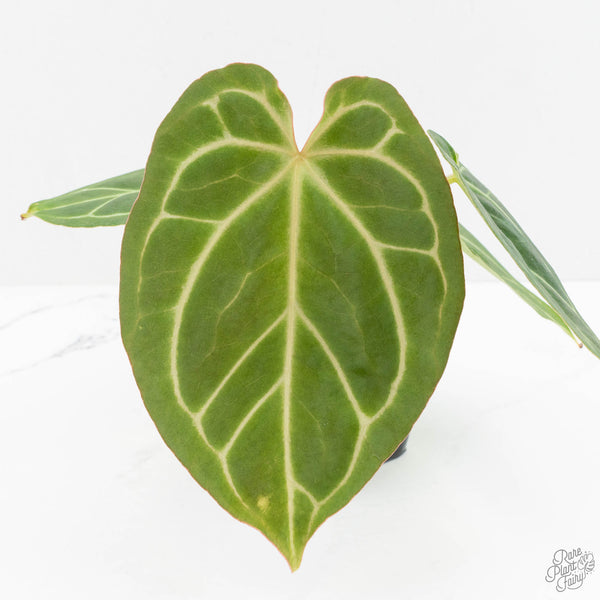 Anthurium Briëlle '16' x Black Widow '13' by DocBlock® (wk15-W