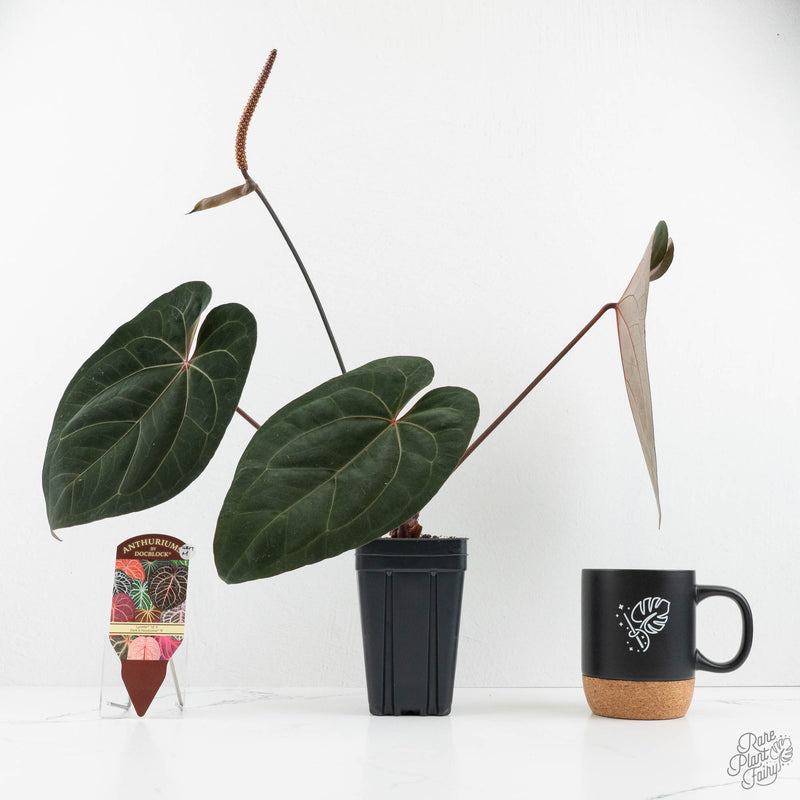 Anthurium Lynette '18' x Dark & Handsome '9' by DocBlock® (wk17-M)