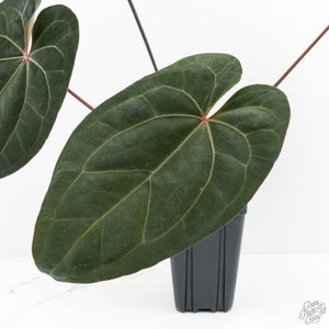 Anthurium Lynette '18' x Dark & Handsome '9' by DocBlock® (wk17-M)