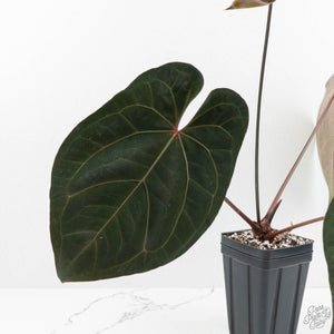 Anthurium Lynette '18' x Dark & Handsome '9' by DocBlock® (wk17-M)
