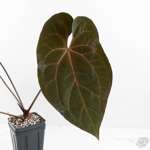 Anthurium Lynette '18' x Dark & Handsome '9' by DocBlock® (wk17-M)