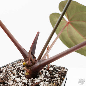 Anthurium Lynette '18' x Dark & Handsome '9' by DocBlock® (wk17-M)