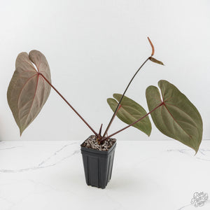 Anthurium Lynette '18' x Dark & Handsome '9' by DocBlock® (wk17-M)