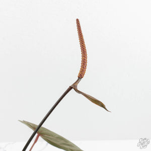 Anthurium Lynette '18' x Dark & Handsome '9' by DocBlock® (wk17-M)