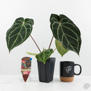 Anthurium Magnificent Dark '49' x  Zara '29' by DocBlock® (wk16-X)