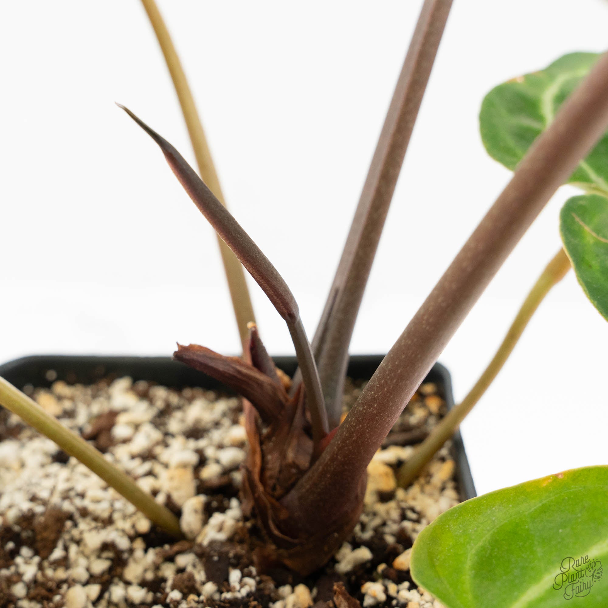 anthurium magnificent girl Anthurium Magnificent Dark '49' x Zara '29' by DocBlock® (wk16-X) – Rare Plant Fairy
