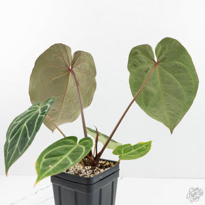 Anthurium Magnificent Dark '49' x  Zara '29' by DocBlock® (wk16-X)