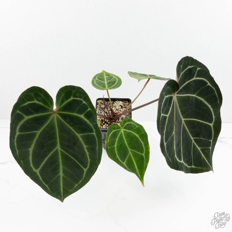 Anthurium Magnificent Dark '49' x  Zara '29' by DocBlock® (wk16-X)