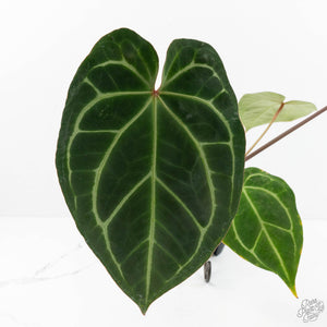 Anthurium Magnificent Dark '49' x  Zara '29' by DocBlock® (wk16-X)