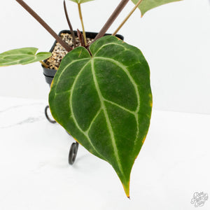 Anthurium Magnificent Dark '49' x  Zara '29' by DocBlock® (wk16-X)