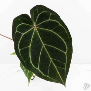 Anthurium Magnificent Dark '49' x  Zara '29' by DocBlock® (wk16-X)