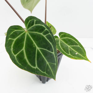 Anthurium Magnificent Dark '49' x  Zara '29' by DocBlock® (wk16-X)