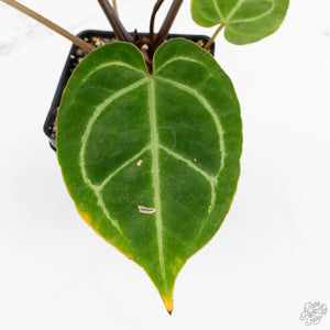 Anthurium Magnificent Dark '49' x  Zara '29' by DocBlock® (wk16-X)