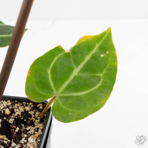 Anthurium Magnificent Dark '49' x  Zara '29' by DocBlock® (wk16-X)