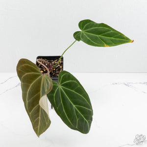 Anthurium Magnificent Dark '49' x  Zara '29' by DocBlock® (wk17-J)