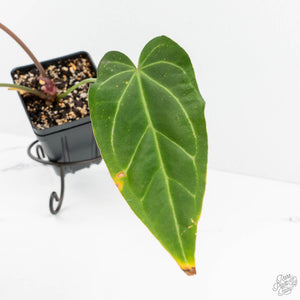 Anthurium Magnificent Dark '49' x  Zara '29' by DocBlock® (wk17-J)