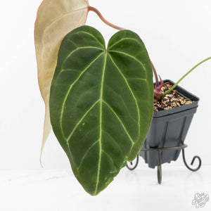 Anthurium Magnificent Dark '49' x  Zara '29' by DocBlock® (wk17-J)