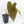 Anthurium Magnificent Dark '49' x  Zara '29' by DocBlock® (wk17-J)
