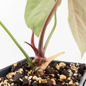 Anthurium Magnificent Dark '49' x  Zara '29' by DocBlock® (wk17-J)