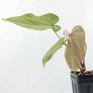 Anthurium Magnificent Dark '49' x  Zara '29' by DocBlock® (wk17-J)