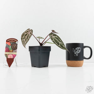 Anthurium Michelle '10' x Home, Sweet Home '32' by DocBlock® (wk17-Q)