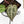 Anthurium Michelle '10' x Home, Sweet Home '32' by DocBlock® (wk17-Q)