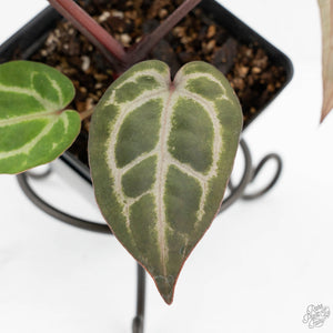Anthurium Michelle '10' x Home, Sweet Home '32' by DocBlock® (wk17-Q)