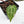 Anthurium Michelle '10' x Home, Sweet Home '32' by DocBlock® (wk17-Q)