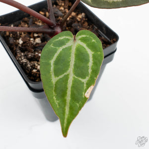 Anthurium Michelle '10' x Home, Sweet Home '32' by DocBlock® (wk17-Q)