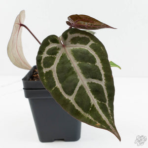 Anthurium Michelle '10' x Home, Sweet Home '32' by DocBlock® (wk17-Q)
