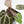 Anthurium Michelle '10' x Home, Sweet Home '32' by DocBlock® (wk17-Q)