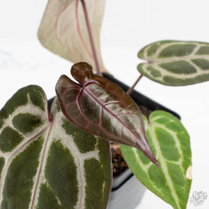 Anthurium Michelle '10' x Home, Sweet Home '32' by DocBlock® (wk17-Q)