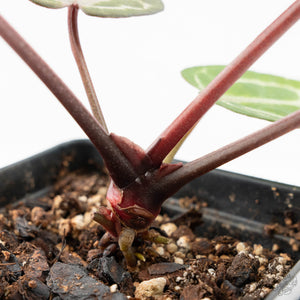 Anthurium Michelle '10' x Home, Sweet Home '32' by DocBlock® (wk17-Q)