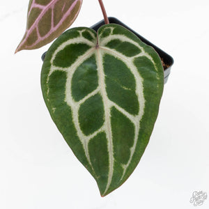 Anthurium Michelle '10' x Home, Sweet Home '32' by DocBlock® (wk17-W)