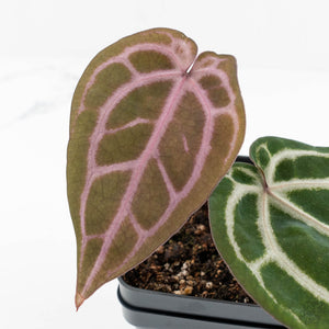 Anthurium Michelle '10' x Home, Sweet Home '32' by DocBlock® (wk17-W)