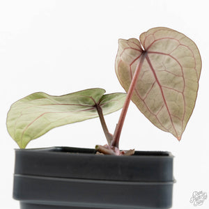 Anthurium Michelle '10' x Home, Sweet Home '32' by DocBlock® (wk17-W)