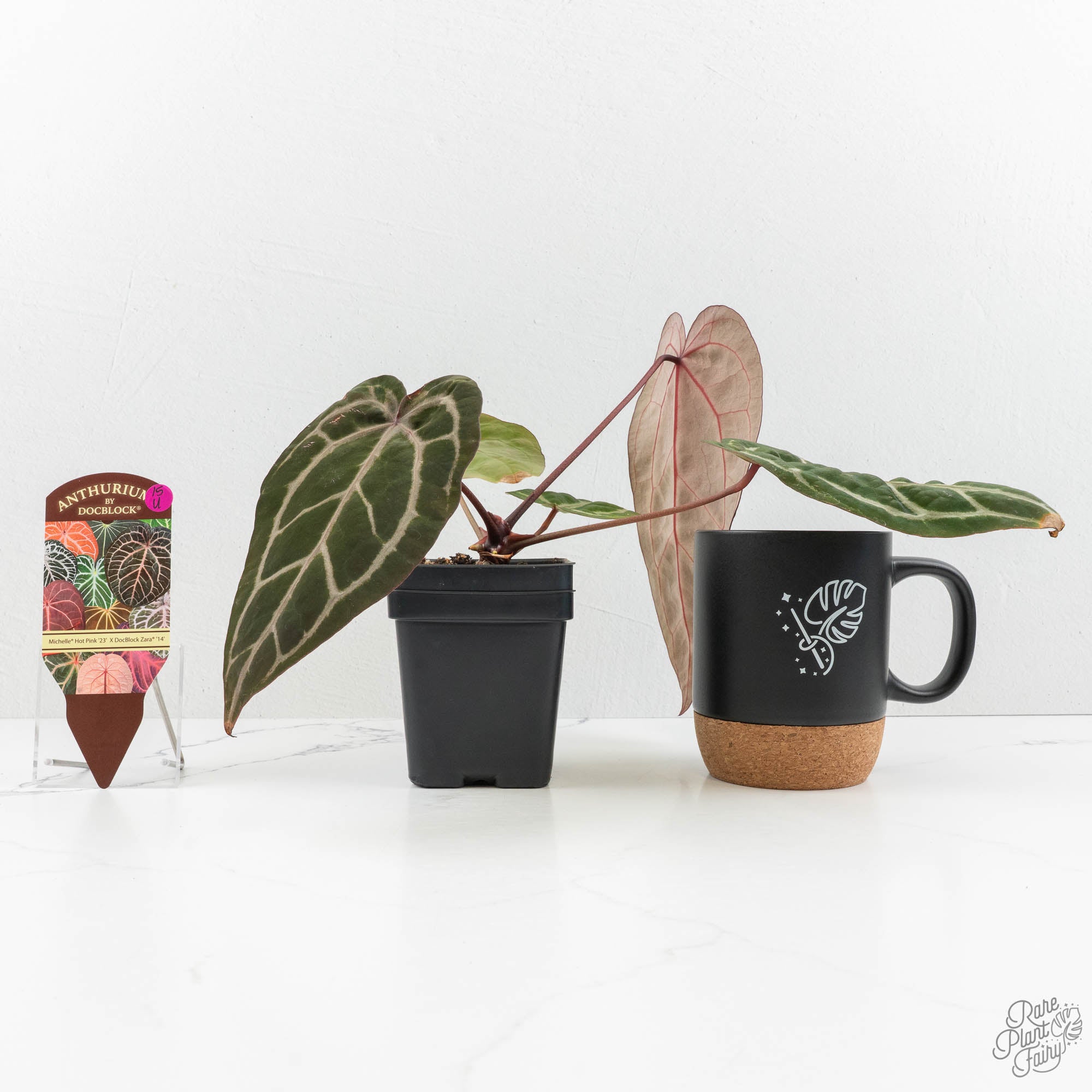 Anthurium Michelle Hot Pink '23' x Zara '14' by DocBlock® (wk15-U