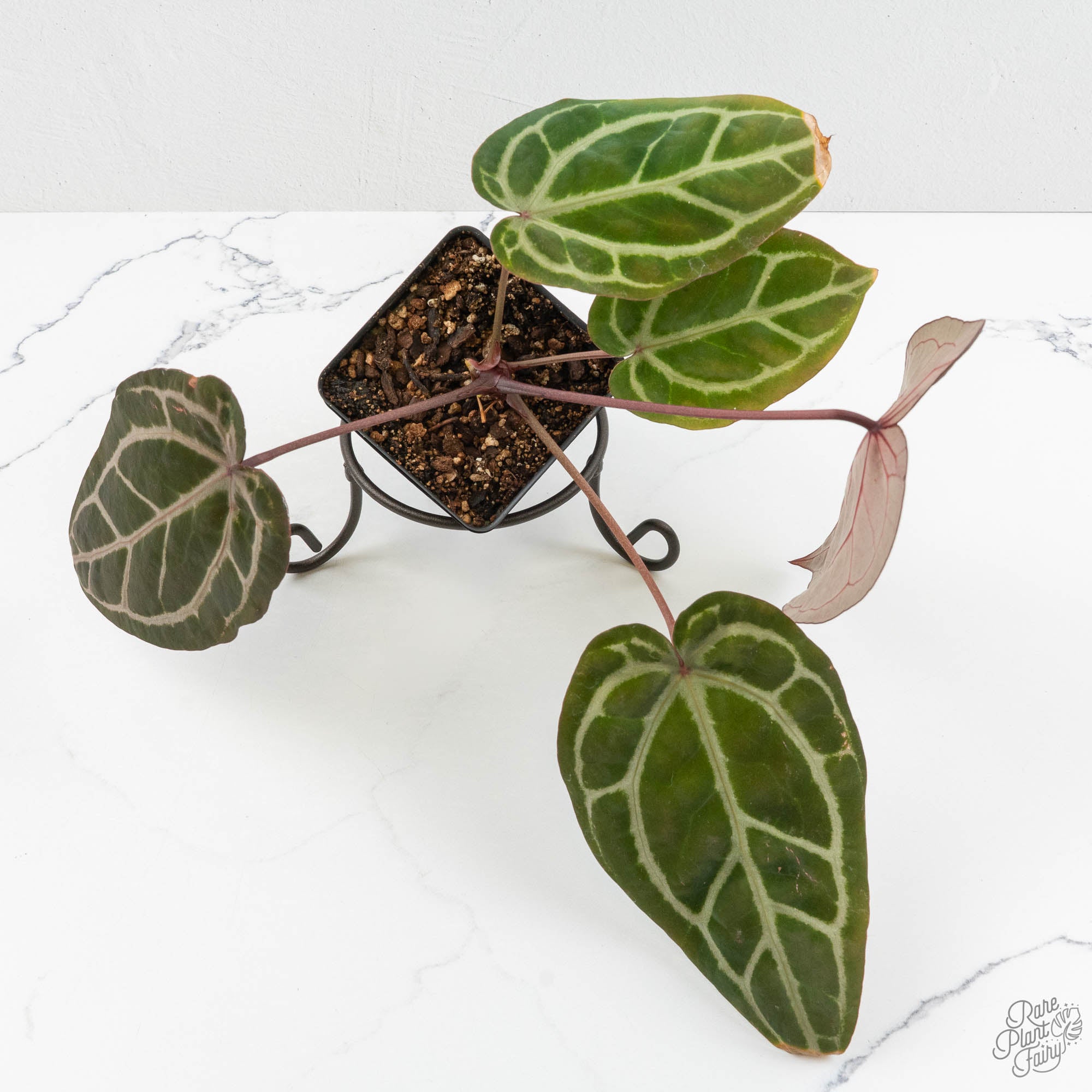Anthurium Michelle Hot Pink '23' x Zara '14' by DocBlock® (wk15-U