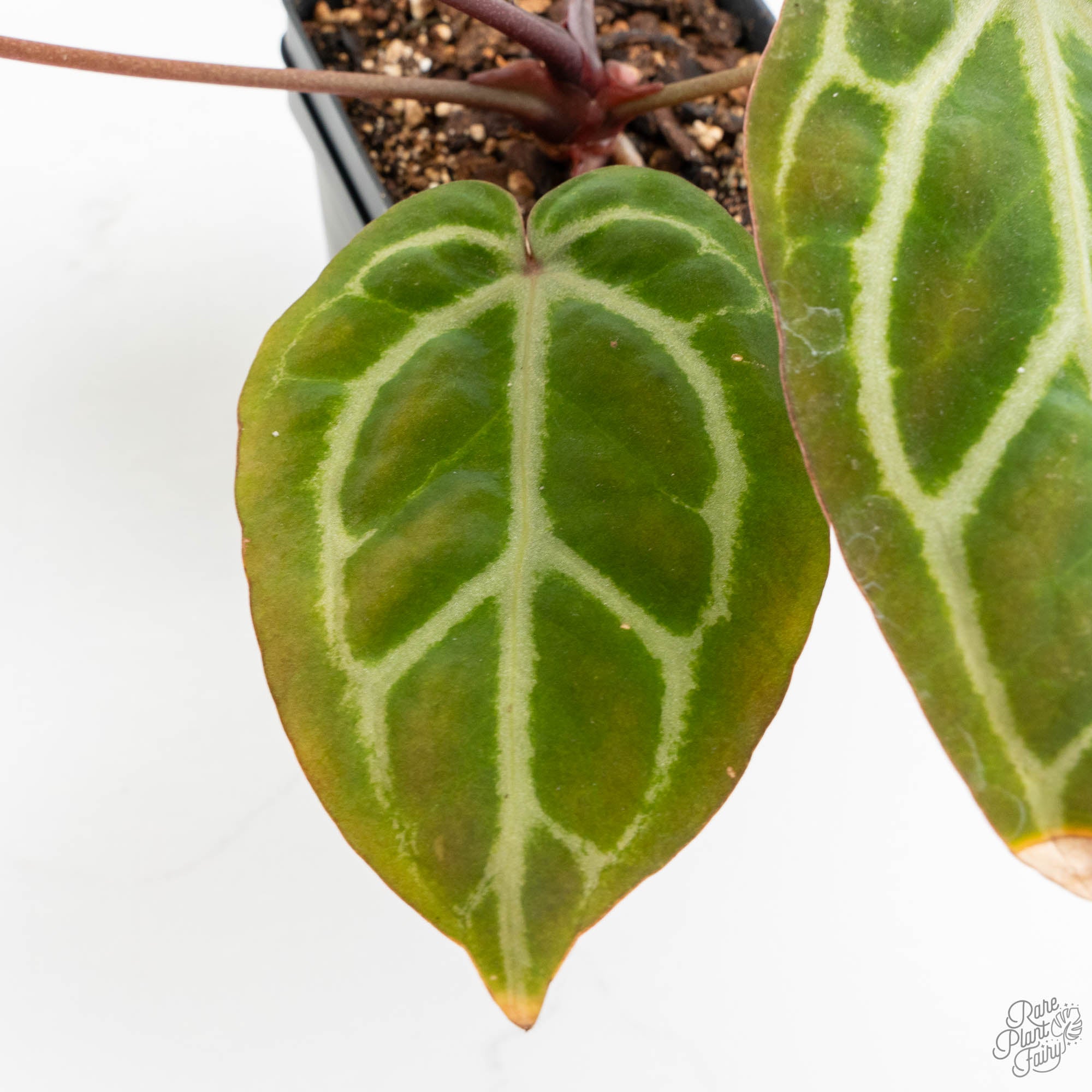 Anthurium Michelle Hot Pink '23' x Zara '14' by DocBlock® (wk15-U