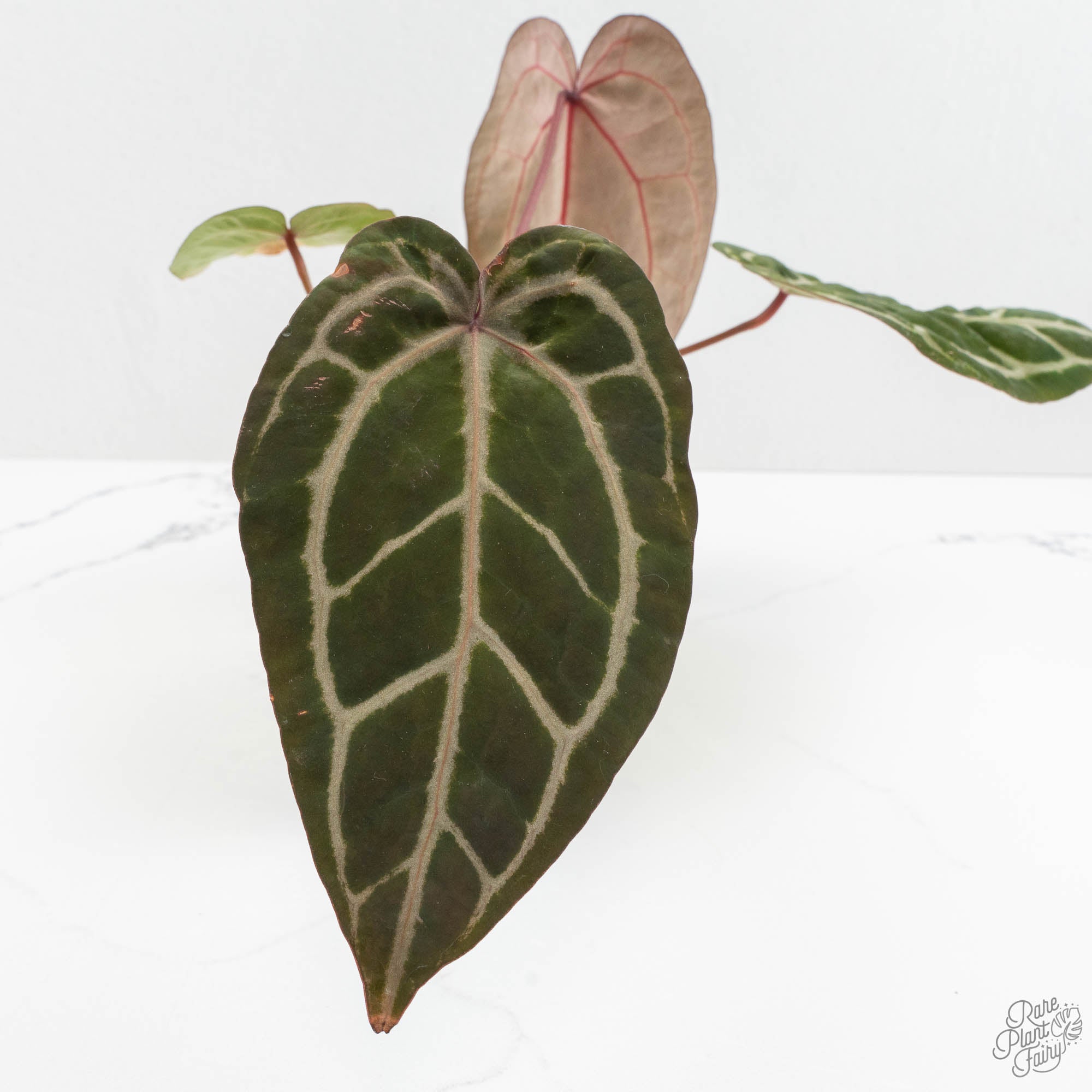 Anthurium Michelle Hot Pink '23' x Zara '14' by DocBlock® (wk15-U