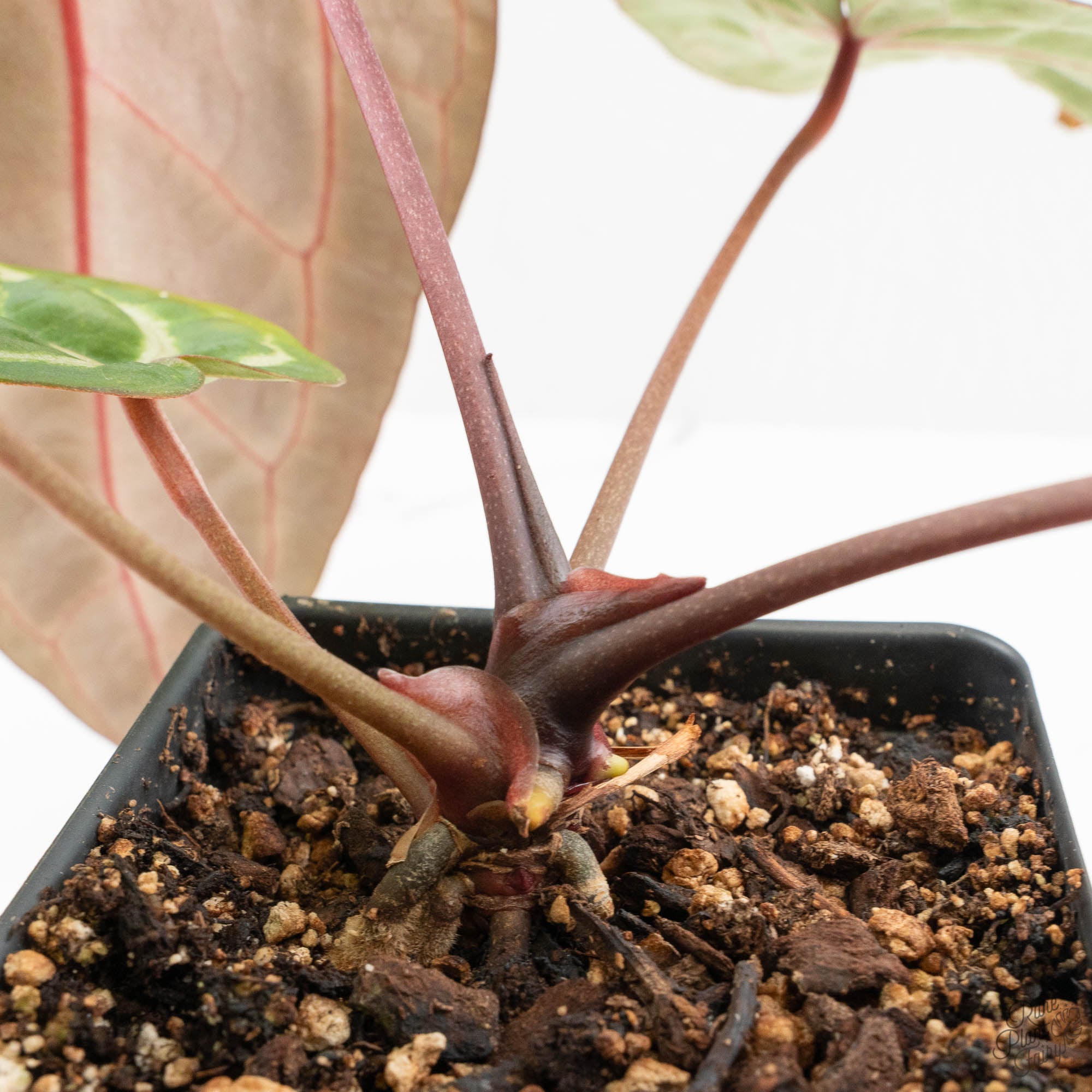 Anthurium Michelle Hot Pink '23' x Zara '14' by DocBlock® (wk15-U
