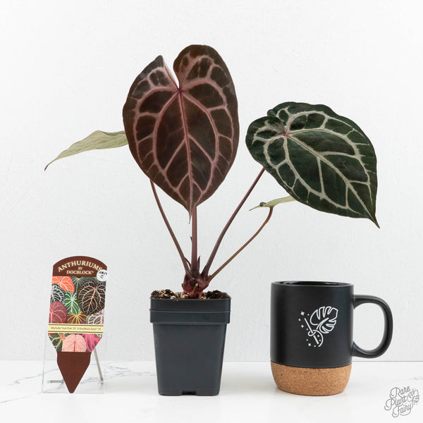 Anthurium Michelle Hot Pink '23' x Zara '14' by DocBlock® (wk17-C